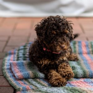 Hund Holly liegt auf einer Decke auf der Terasse