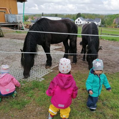 Little Munchkins bei den Pferden auf dem Bauernhof